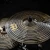 meinl-cymbals-hcs-dark-crash-18